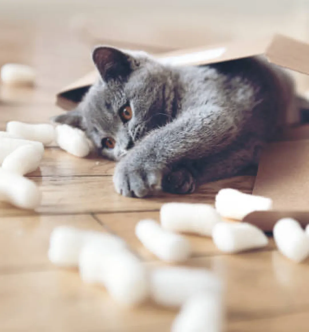 Indoor Enrichment for Cats